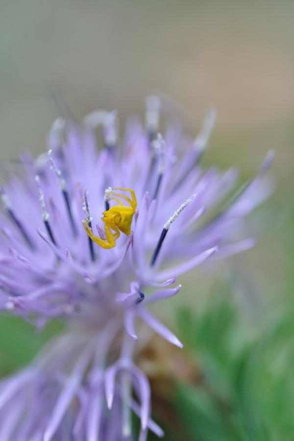 carduncellus mitissimus.jpg