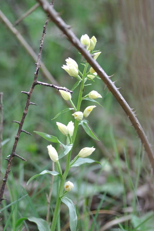 cephalenthera grandiflora.jpg