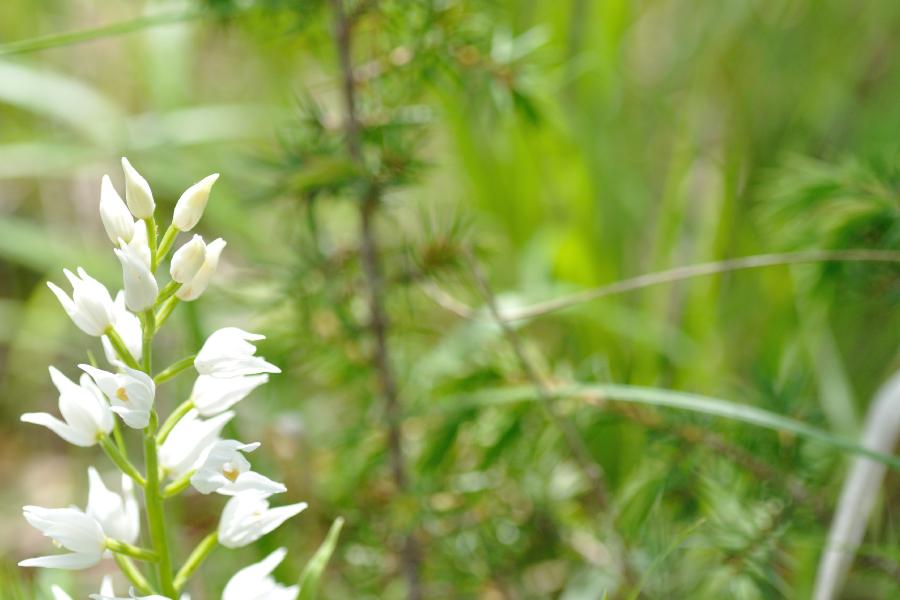 cephalenthera ensifolia.jpg