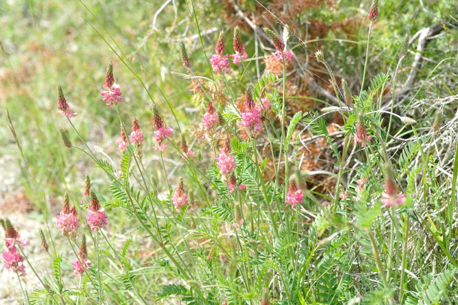 sainfoin.jpg