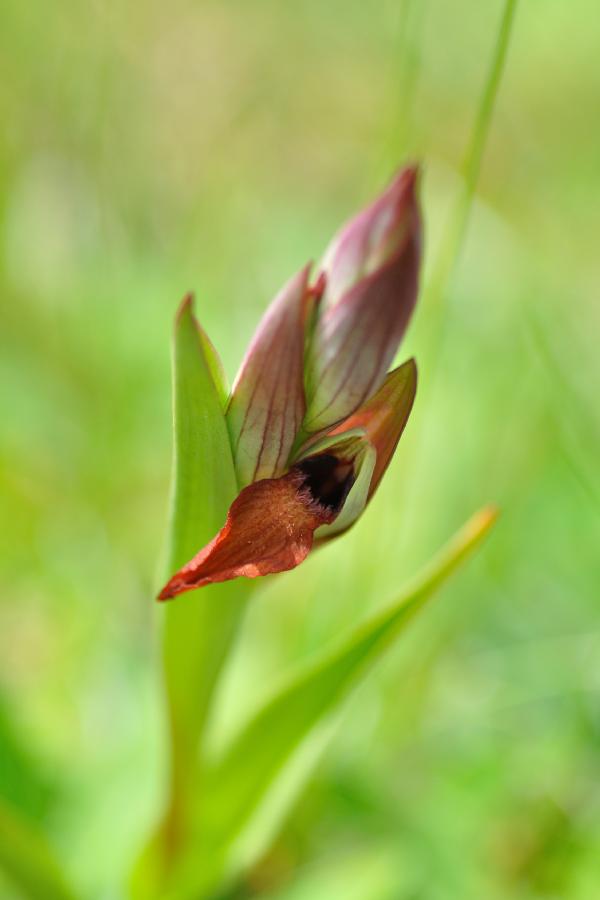 serapias vomeracea.jpg