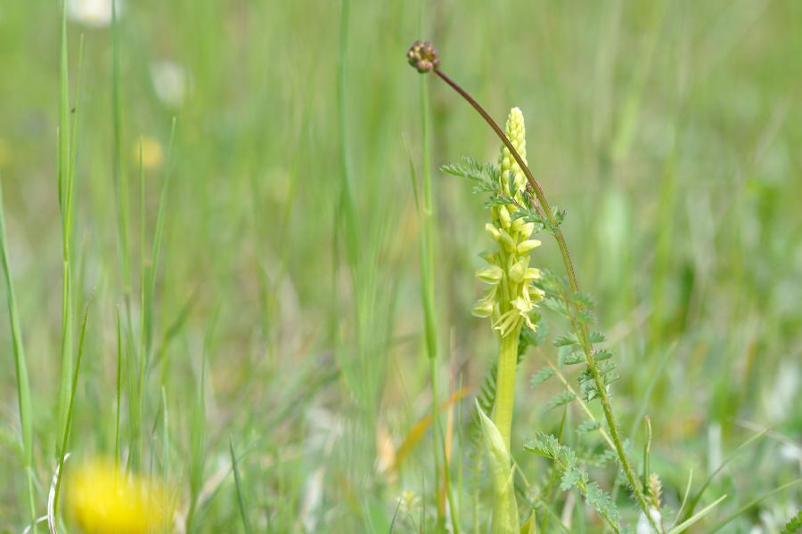aceras antropophora.jpg