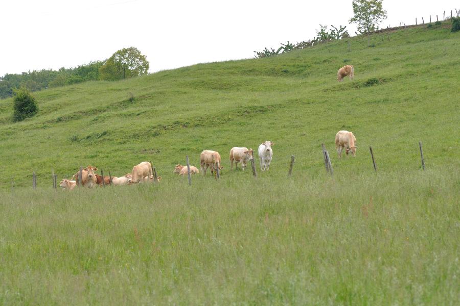 les vaches.jpg