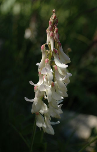 Hedysarum boutignyanum1.jpg