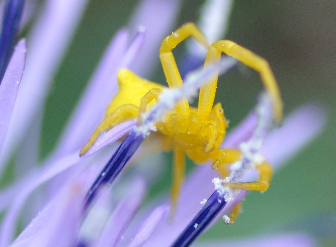 detail araignée.jpg