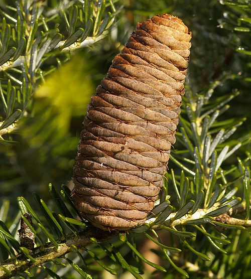 pommeabiesalba.jpg