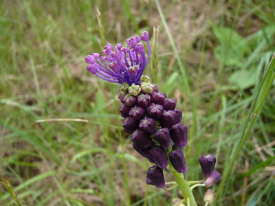 Quelle est cette Fleur Sauvage (près de Quissac)