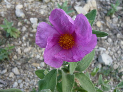 P1130188_opt.jpg