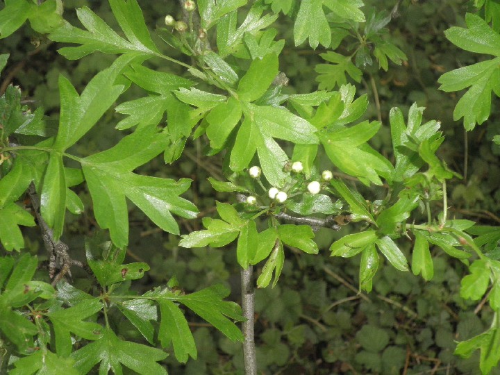 C'est un arbre différent que celui en fleur?