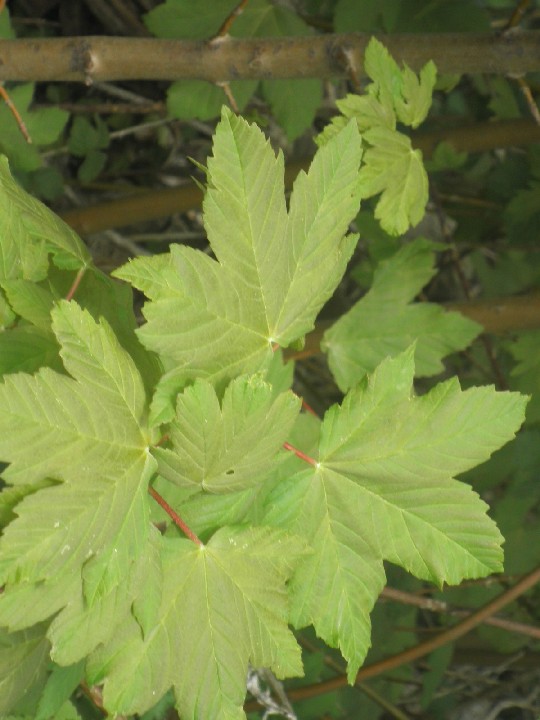 C'est les feuilles de quel arbre?