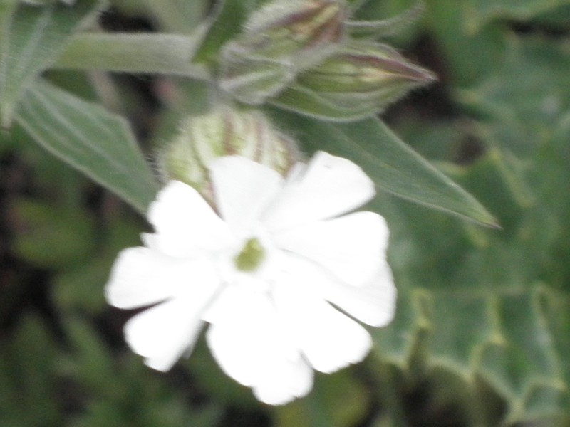 désolé pour la photo mais impossible de prendre la fleur mieux que ca!