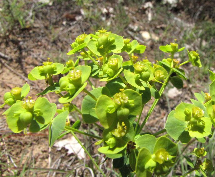 Euphorbia-seguieriana-1b.jpg