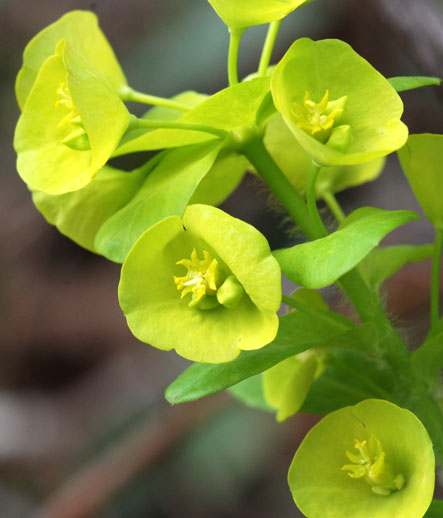 Euphorbia-amygdaloides-3b.jpg