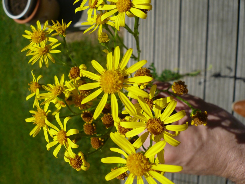 P1010235.JPG