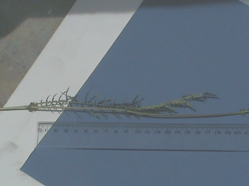 achillea ?