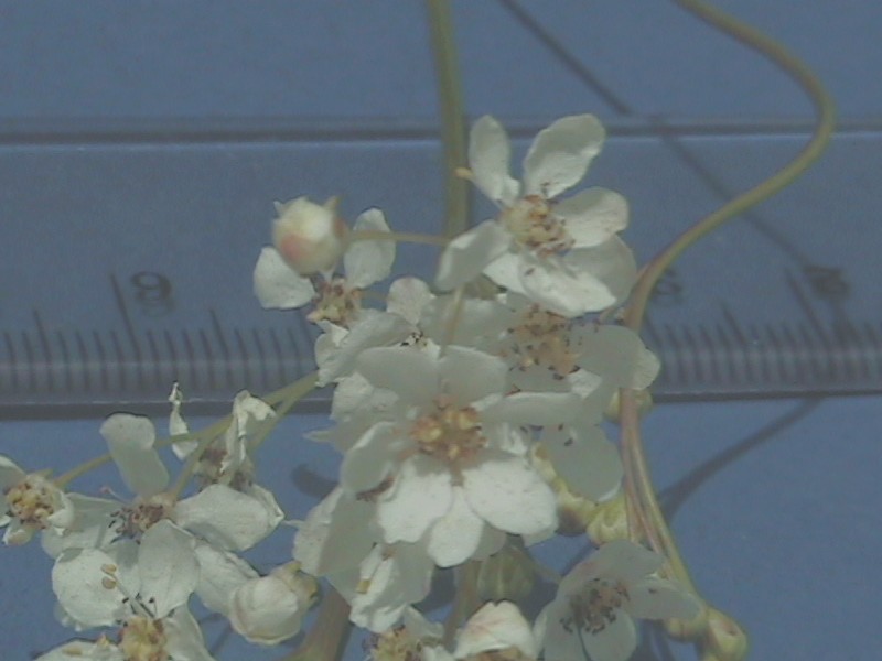 achillea ?