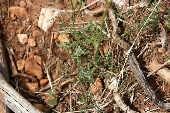 'or de Canut) 11.JPG