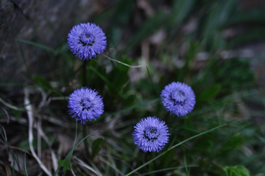 globularia nudicaulis.jpg