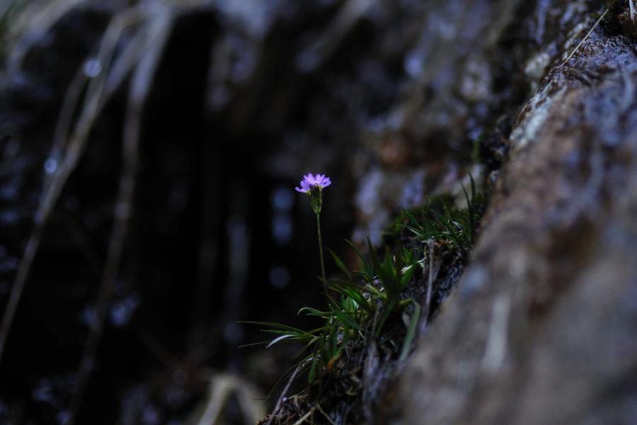 primula farinosa.jpg