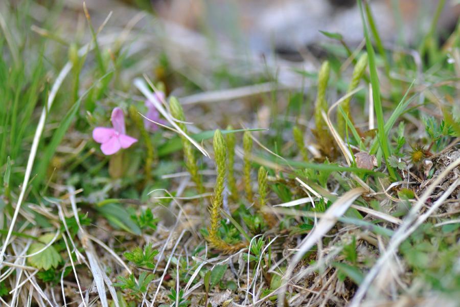 selaginella selaginoides.jpg