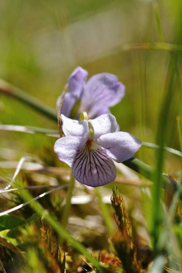 viola palustris.jpg
