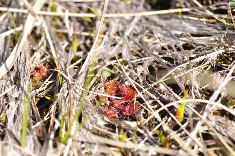 drosera rotundifolia.jpg