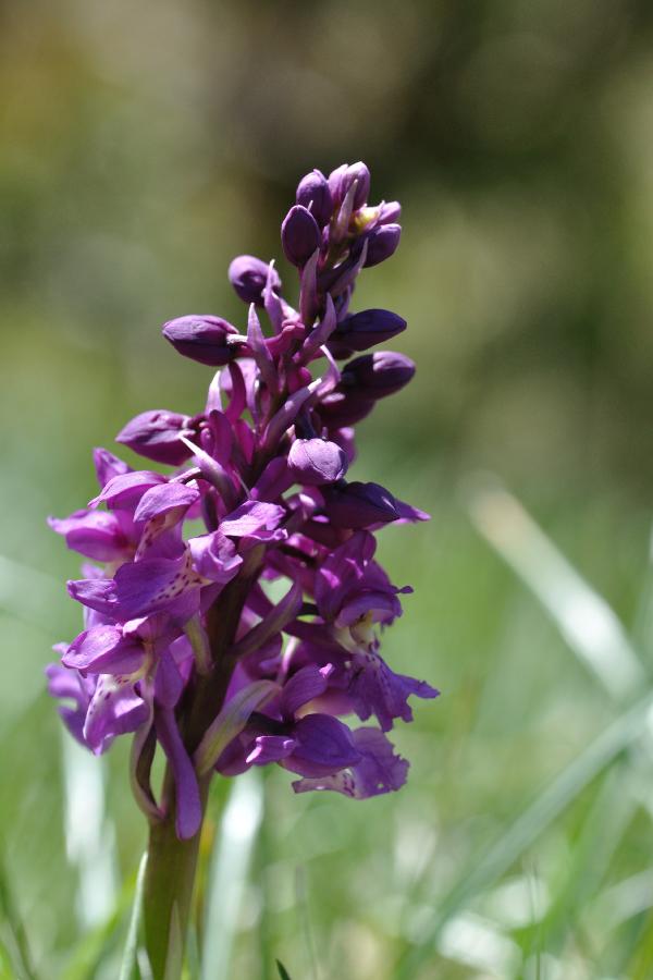 dactylhoriza sambucina.jpg