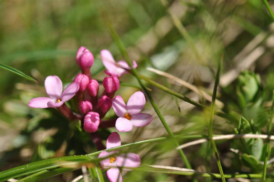 daphna cneorum.jpg