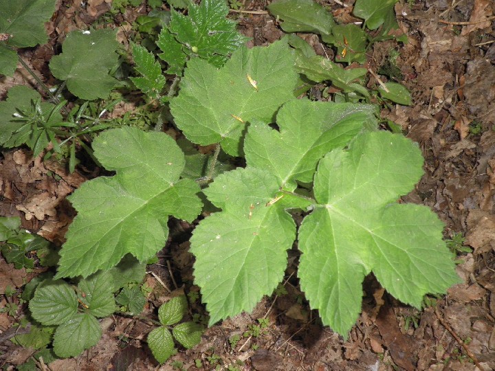 Cela peut-il être un heracleum sphondylium pas encore fleuri?Ou du cerfeuil sauvage?