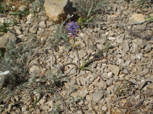 Muscari matritensis - 2 [640x480].JPG