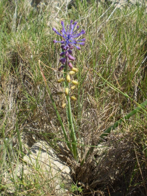 Muscari matritensis - 8 [640x480].JPG