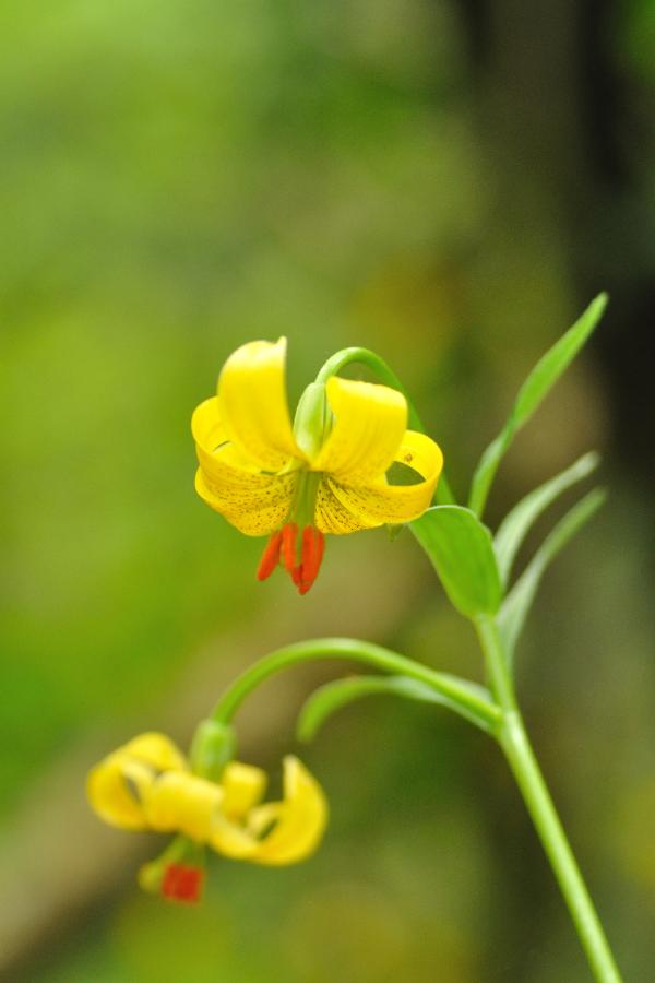 lilium pyrenaica.jpg