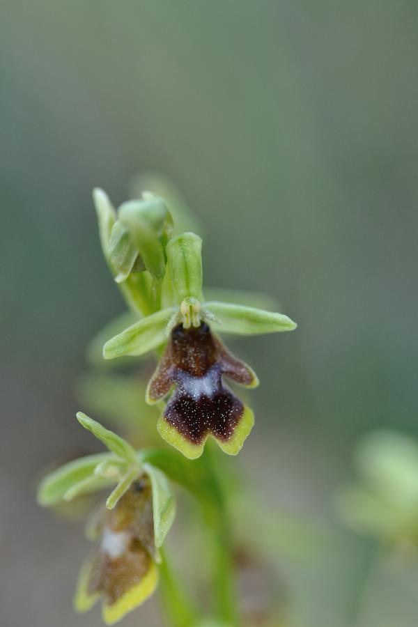 ophrys aymoninii.jpg