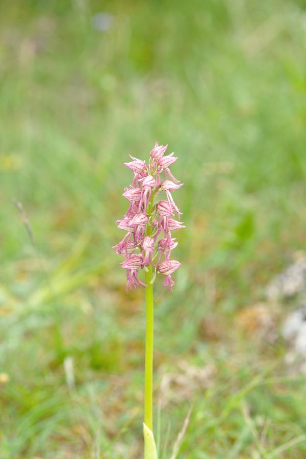 aceras antropohora x orchis militaris.jpg