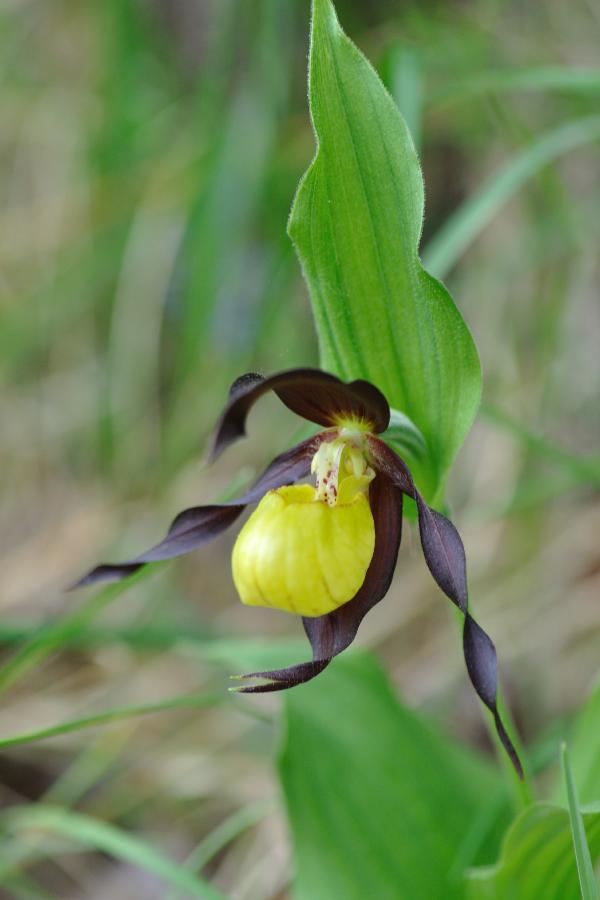 Cypripedium calceolus.jpg