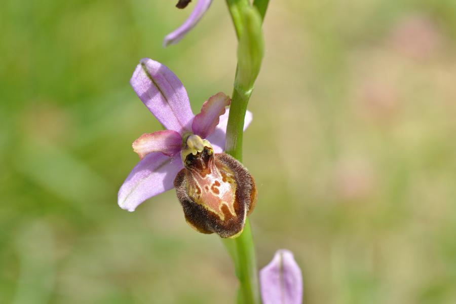 ophrys aveyronensis.jpg