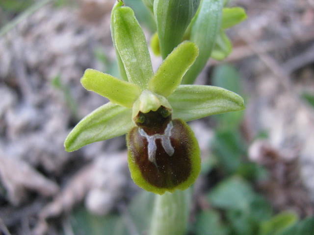 Ophrys virescens7.JPG