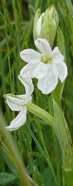 orchidacee2.jpg