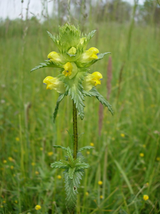 rhinanthus angustifolius 02r.jpg