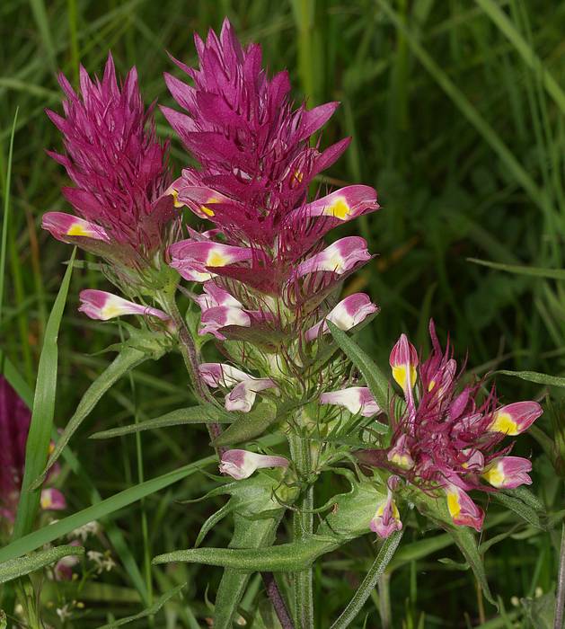 Mélampyre des champs