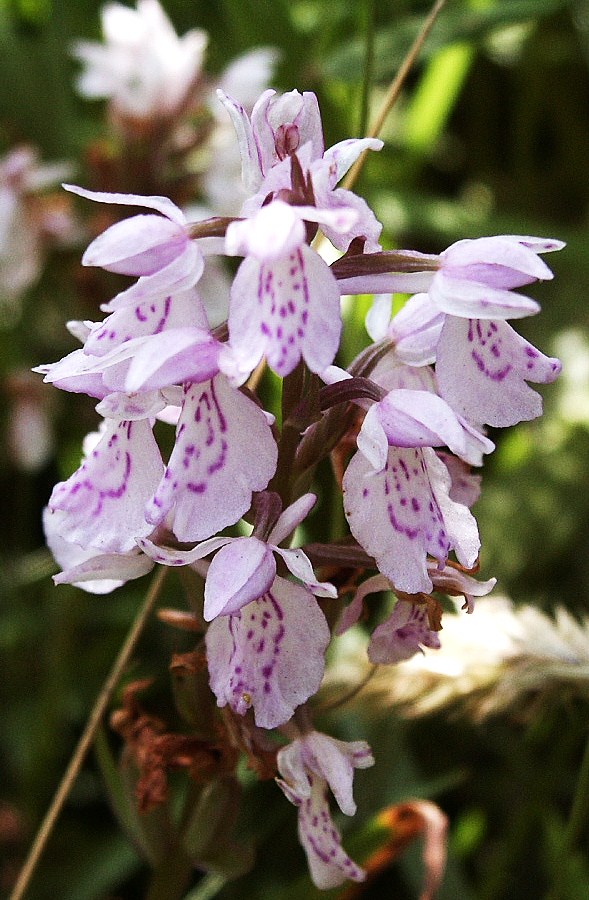 Orchis - Fleur