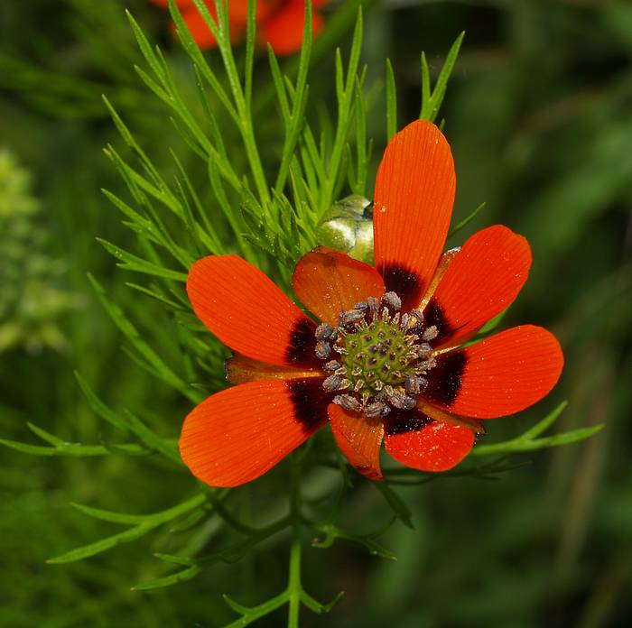Adonis d'été