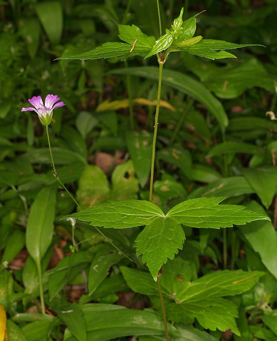 Géranium noueux