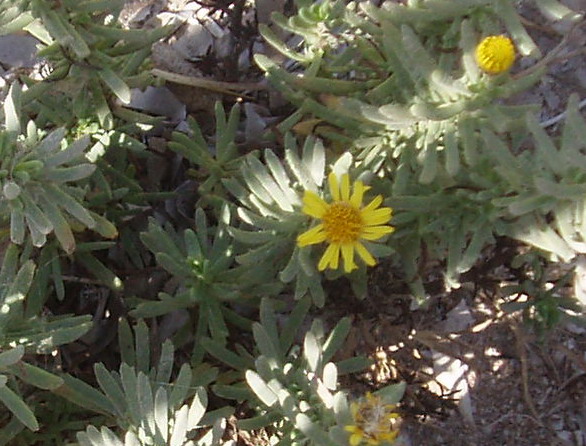 P1010283 réduite.jpg