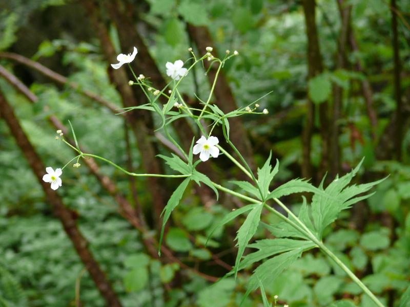 fleur blanche.jpg
