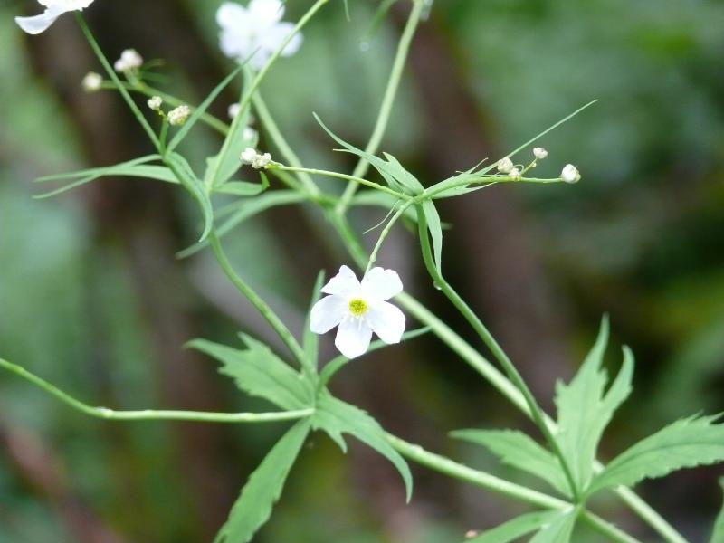 fleur blanche2.jpg