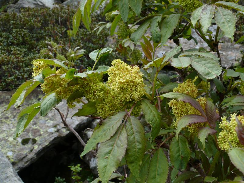 rosacees.jpg