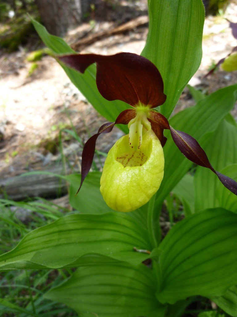 Sabot de Vénus-2-1 (Cypripedium calceolus).JPG