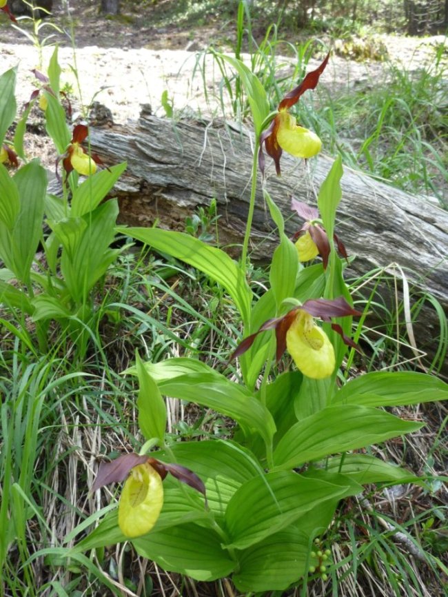 Sabot de Vénus-1-1-1 (Cypripedium calceolus).JPG