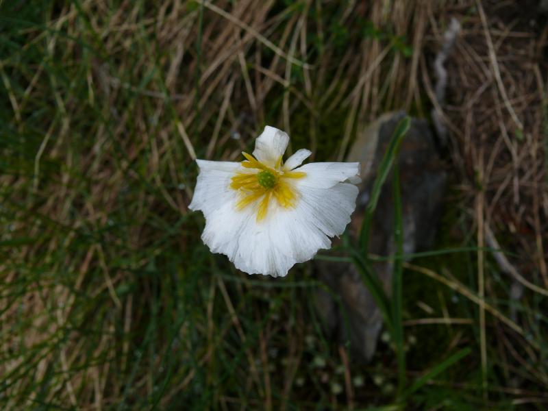blanc neige.jpg